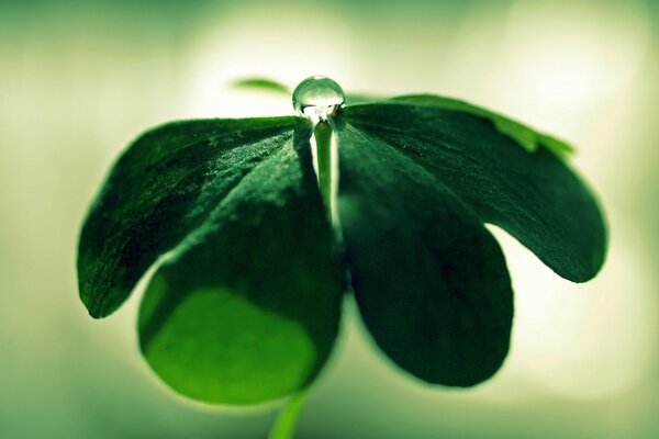 Macro drop on a clover leaf with a green background