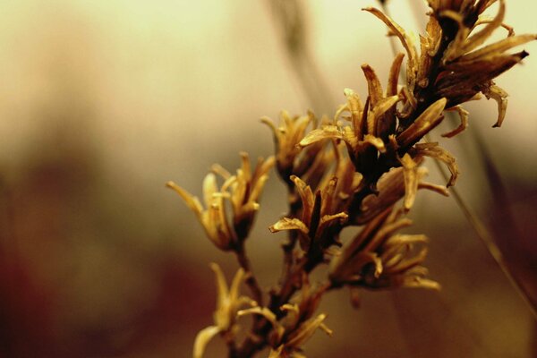 A branch in autumn on a blurry background