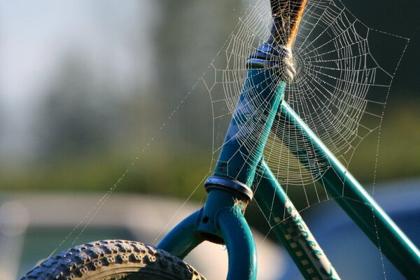 Telarañas en el sol en bicicleta