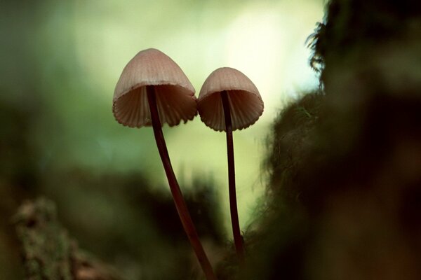 Funghi su gambe sottili nella foresta