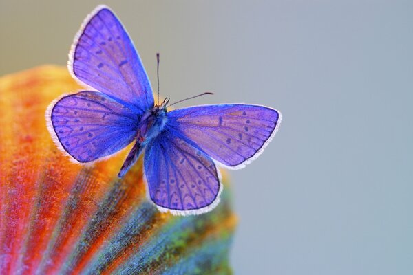 A blue butterfly flies on a gray background