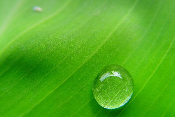 Tautropfen auf einem großen, hellen grünen Blatt