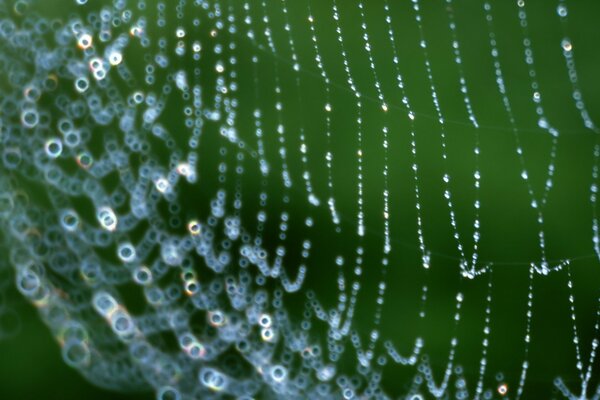 Spinnennetz mit Wassertropfen auf grünem Hintergrund