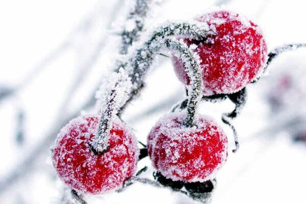 Ciliegia invernale nel ghiaccio. Bacche rosse in inverno