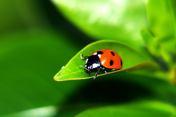 Coccinella su una foglia verde