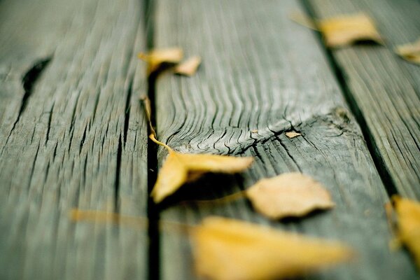 Yellow autumn leaves on cracked wooden boards