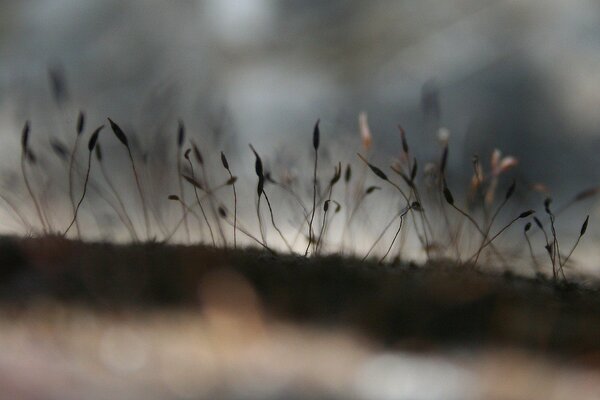 Unusual sprouts of young grass and flowers