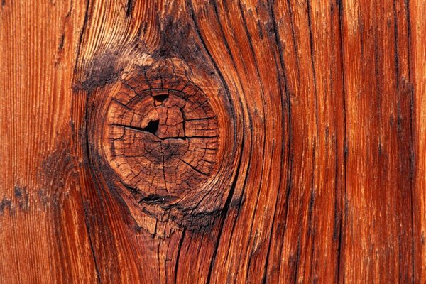 A knot of a tree with microcracks drawn