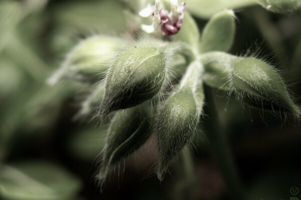 Fleur non ouverte avec des bourgeons duveteux