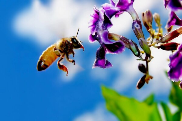 A bee flies up to a purple flower