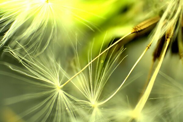 Dandelion seeds. Macro shooting of dandelion seeds