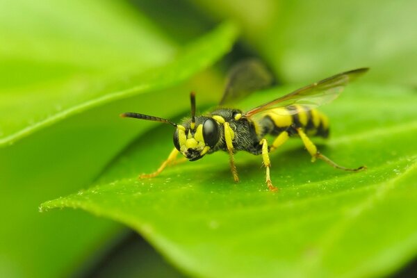 Fotografía macro de una avispa sentada en una hoja verde