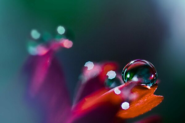 A clear drop on a red petal