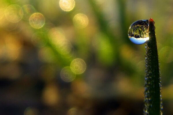 A frozen drop on a blade of grass in which the grass is reflected