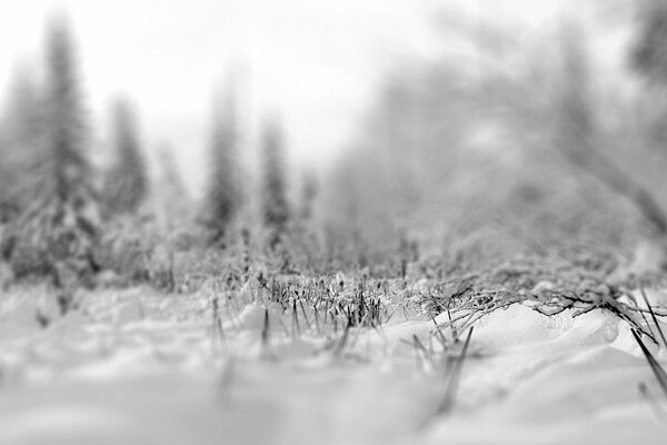 Imagen borrosa del bosque nevado