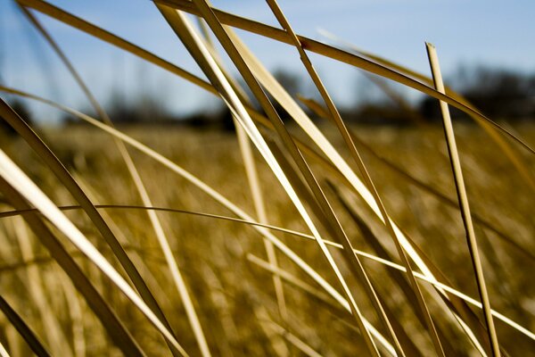 Erba beige sul campo