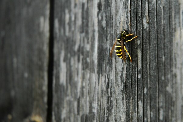 Eine Wespe sitzt an einer Holzwand