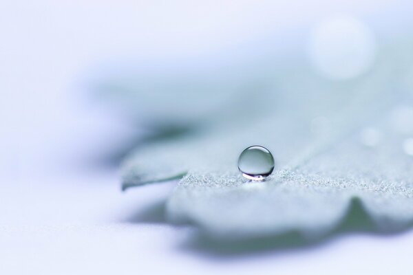 A drop on a green leaf. Macro photography