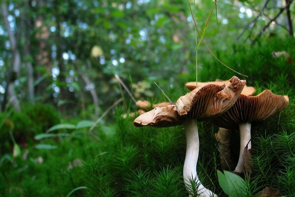 Los hongos crecen en el claro del bosque