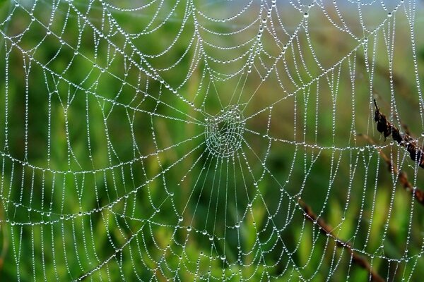 Raindrops on the threads of the web