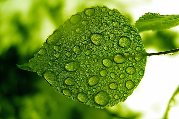 Grünes Blatt. Wassertropfen auf einem Blatt