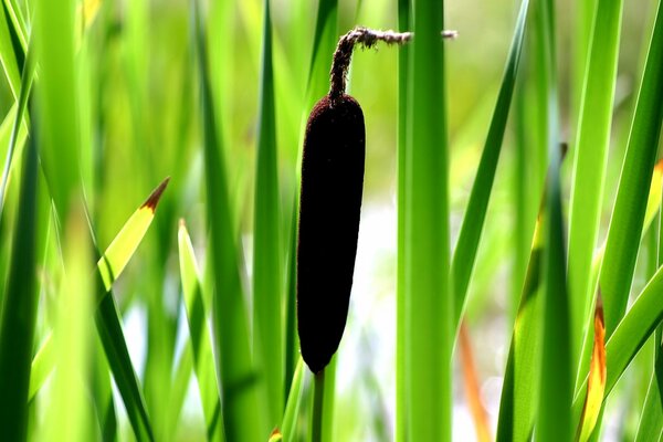 Reeds in the green grass