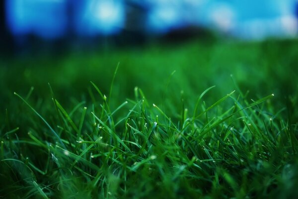 Green grass in the foreground