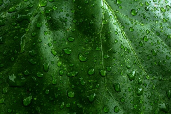 Lots of drops on a green leaf