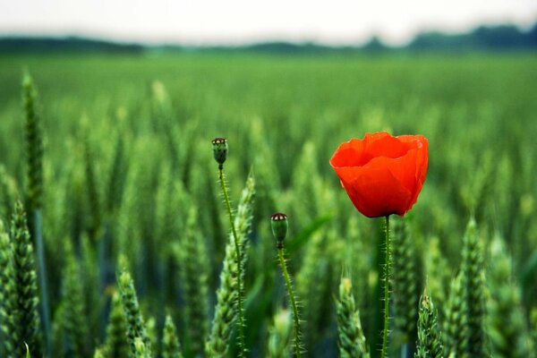 Poppy blooming in a green field