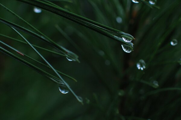 Raindrops on green foliage