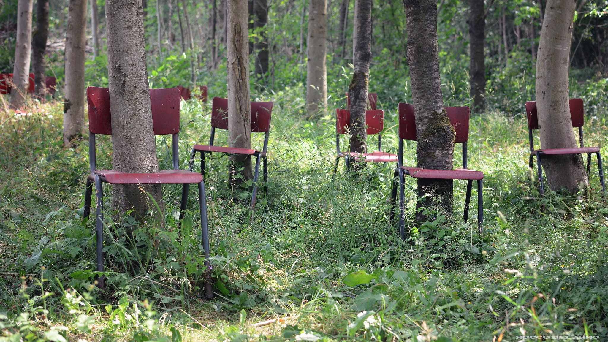 árboles sillas bosque