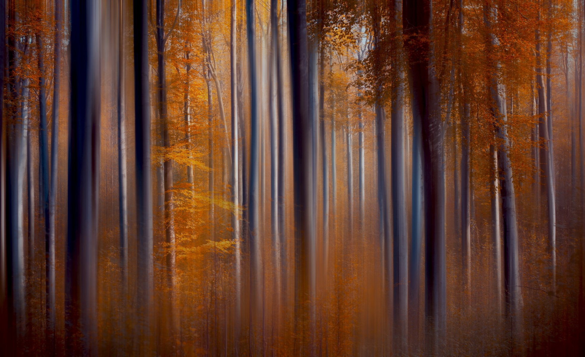 alberi autunno natura