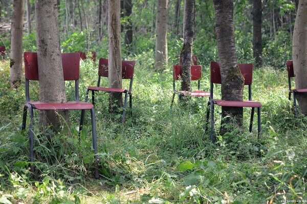 Alberi con sedie nella foresta