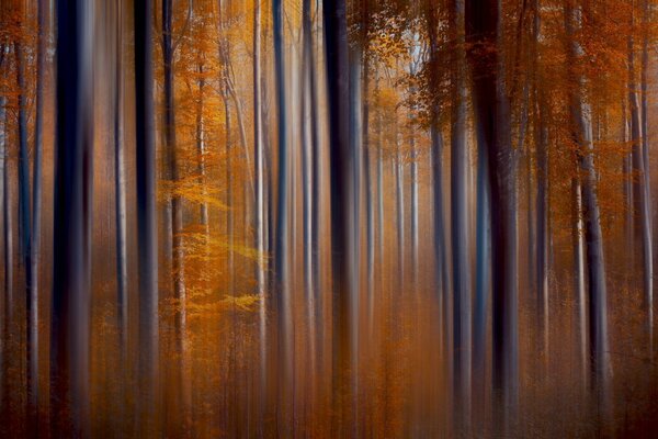 Foresta autunnale tra i raggi del sole