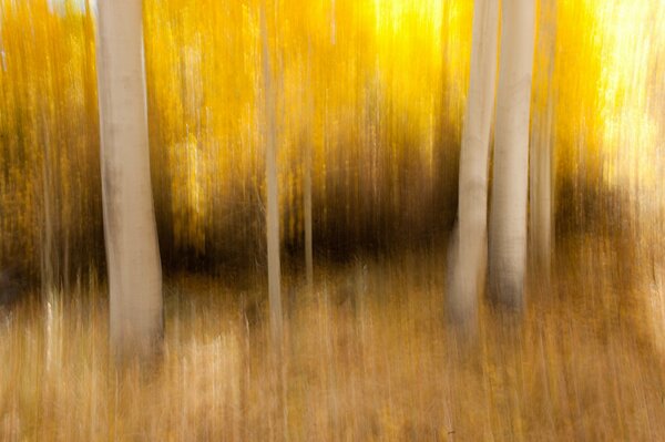 Goldener Herbst im Wald