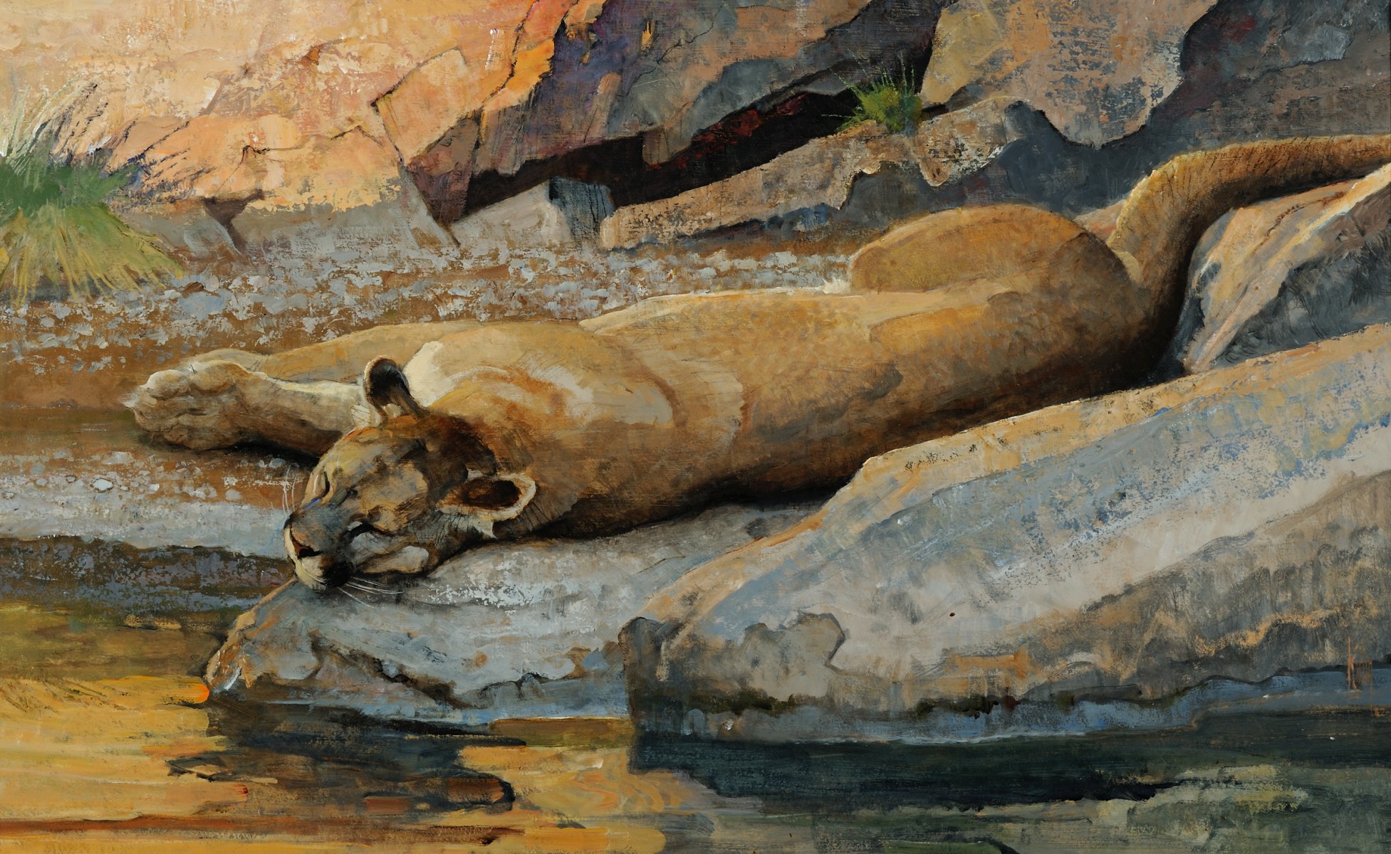 pintura arte bob coon puma gato salvaje depredador mentira descanso sueño abrevadero arroyo agua rocas rocas