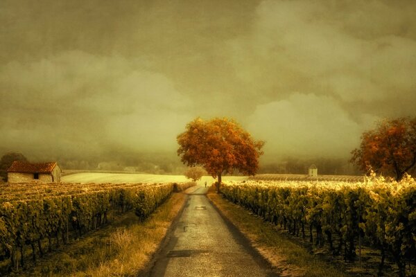 Route traversant un vignoble éclairé par le soleil du soir