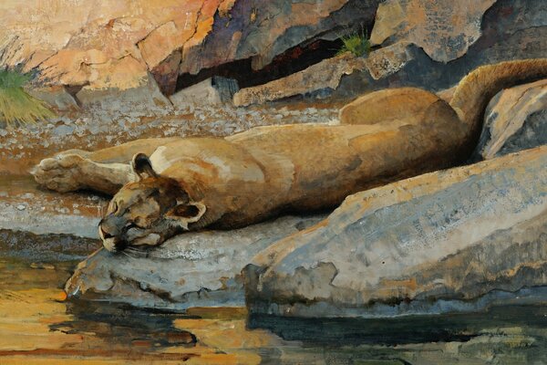 A picture of a cougar sleeping on the shore