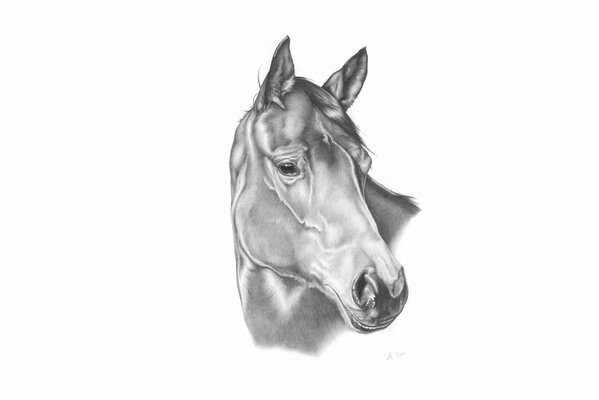 Dibujo a lápiz la mirada triste de un caballo 