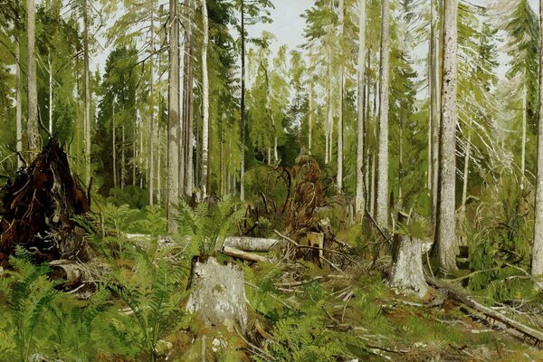 Painting pine forest in summer