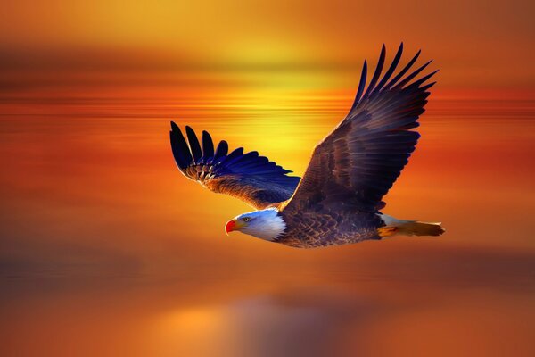 An eagle flies against the background of sunset