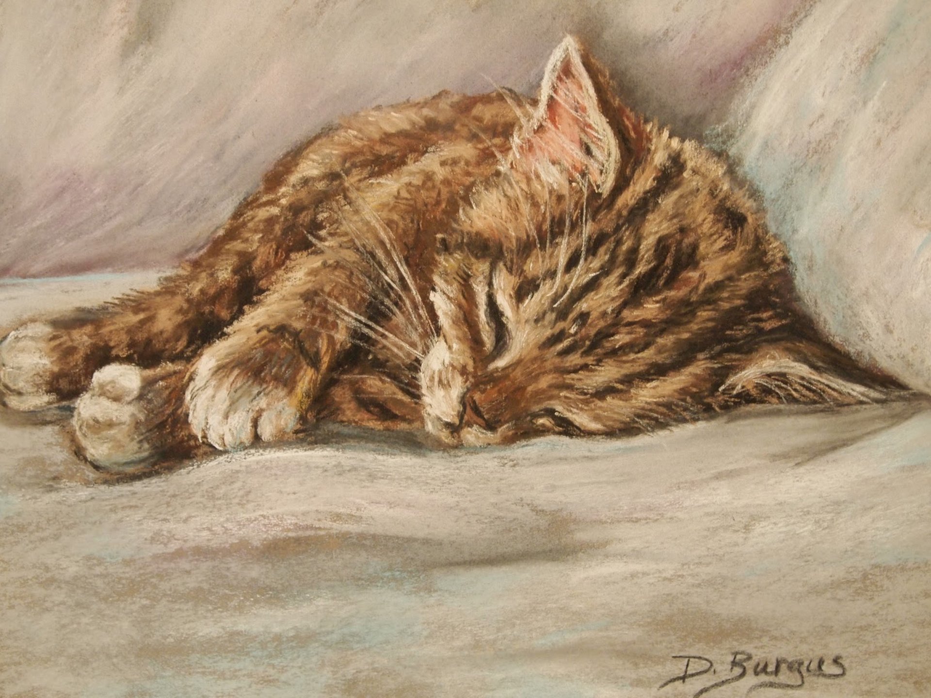 cat red kitten sleep kitten d.burgu