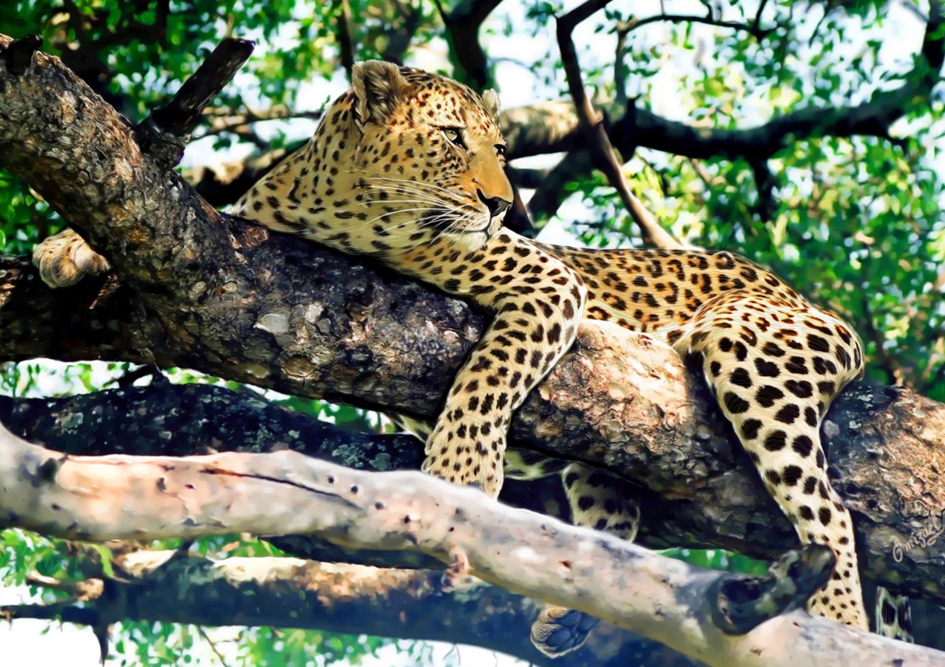 leopard tree sports view predator