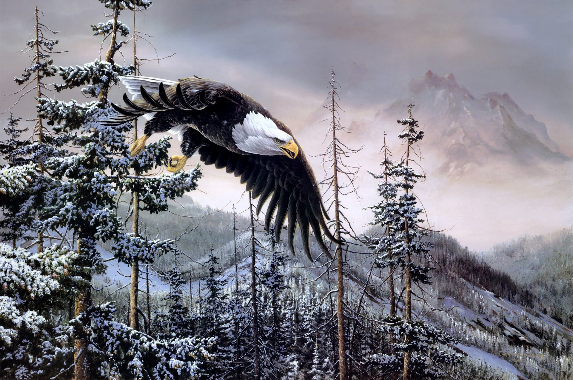 christopher b. walden ciel & terre peinture aigle oiseaux forêt épinette montagne hiver pygargue à tête blanche pygargue à tête blanche