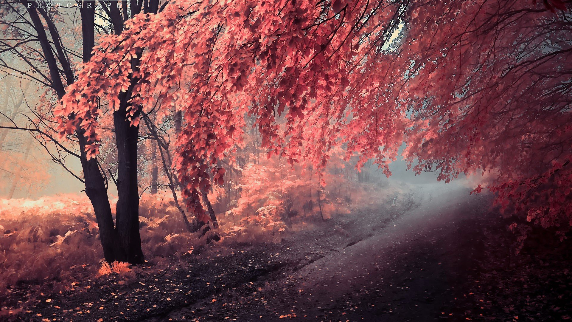 painting autumn tree road