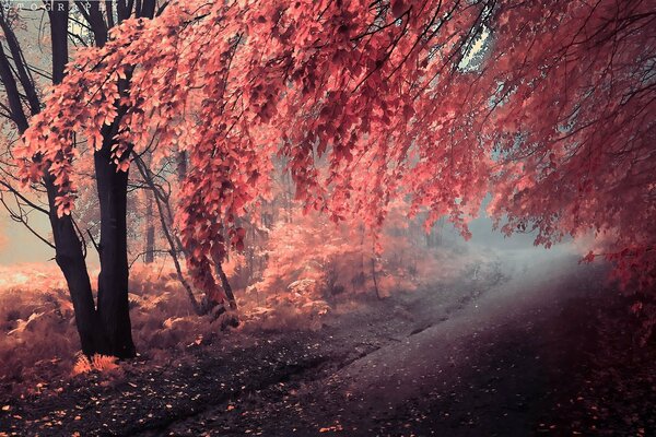 El otoño vistió los árboles de rojo