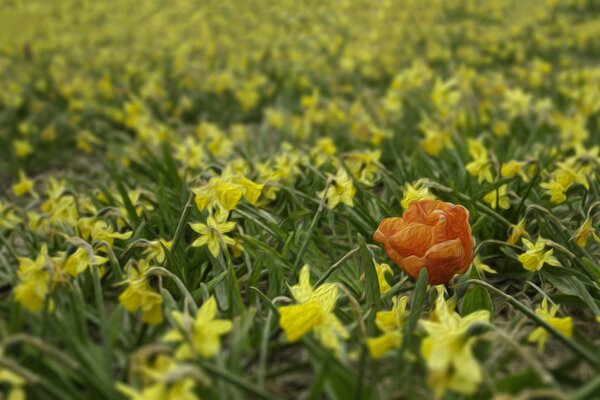 A field of daffodils and one poppy