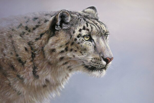 Snow-white leopard with silk wool