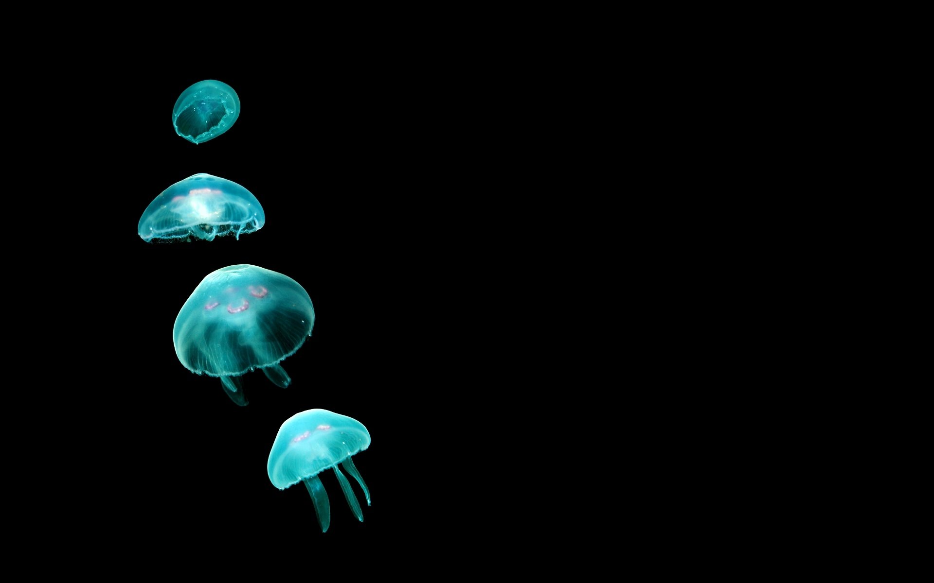 minimalism minimal walls jellyfish 1920x1200