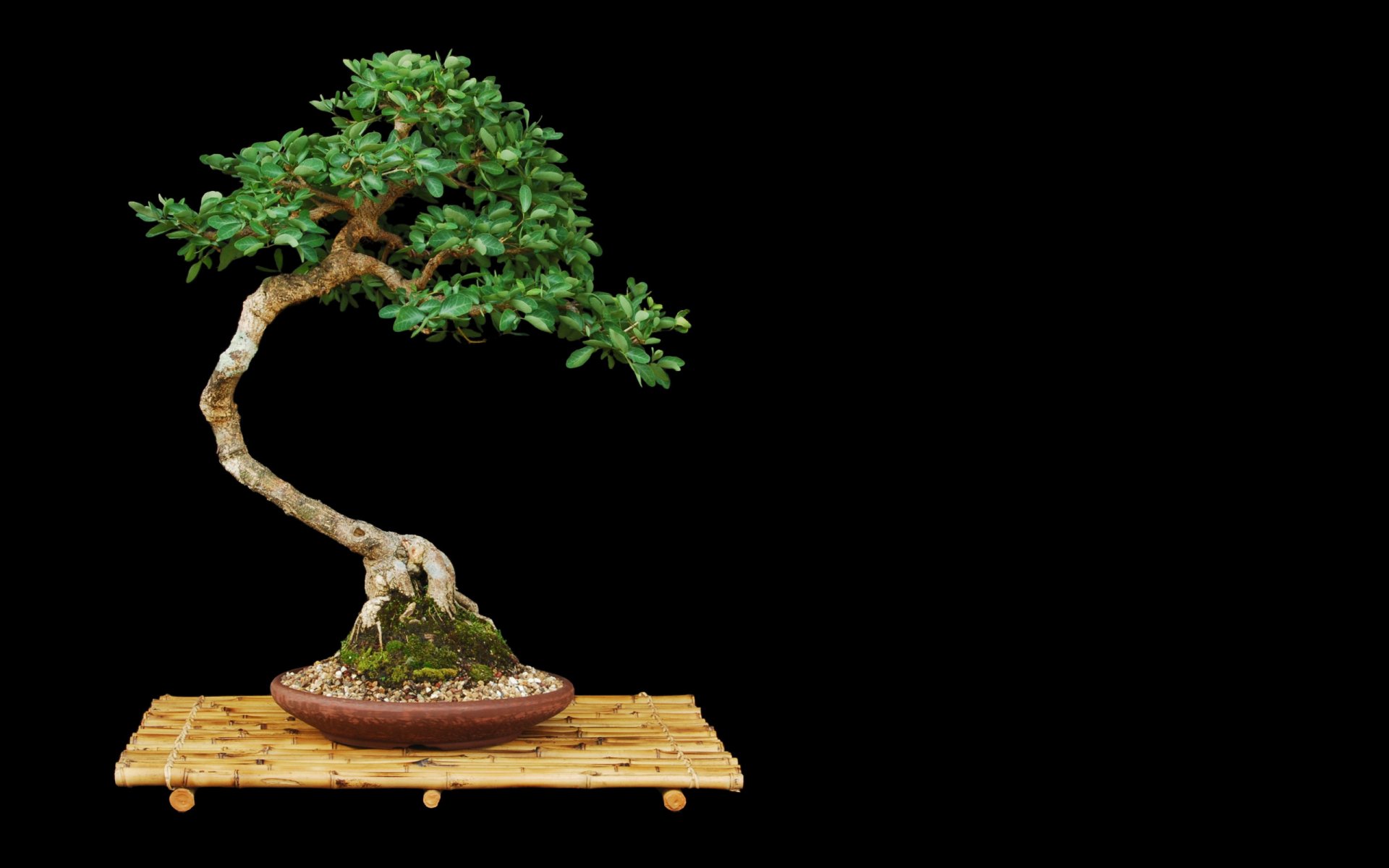 bonsaï arbre stand pot minimalisme feuilles